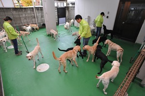 20犬出し.JPG