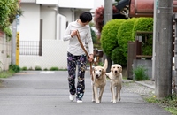 二頭の犬と歩く様子.jpg