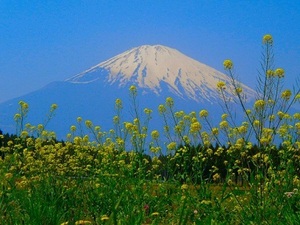 富士山と菜の花.jpg