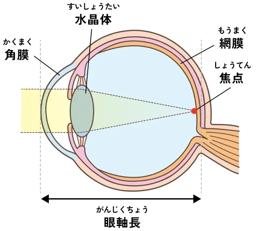 図：目の仕組み