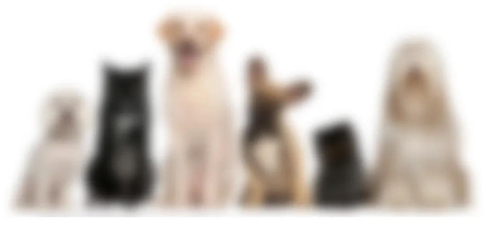 ボヤけて見える犬と猫の写真
