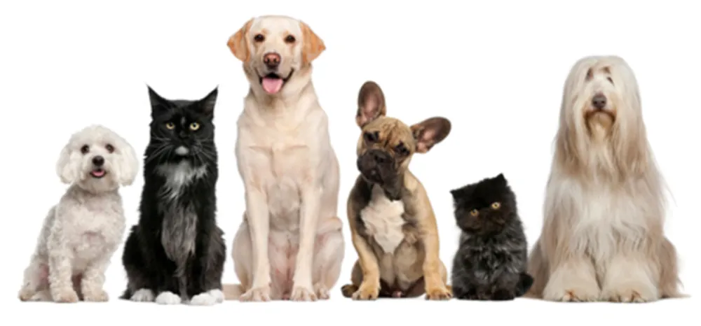 はっきり見える犬と猫の写真