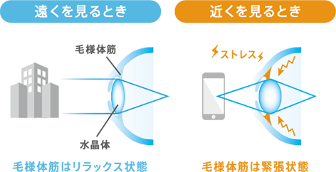 遠くを見るとき 毛様体筋はリラックス状態 近くを見るとき 毛様体筋は緊張状態