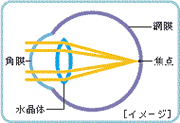 目の断面図（正視）