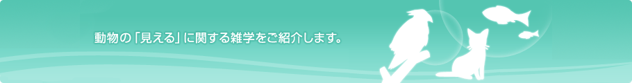 動物の「見える」に関する雑学をご紹介します。